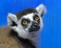 Lemurs are wet-nosed primates of the superfamily Lemuroidea.