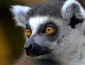 Lemurs are wet-nosed primates of the superfamily Lemuroidea.