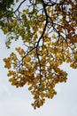 Lenga beech branch with autumn