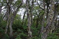 Lenga beech tree forest, Nothofagus Pumilio, Reserva Nacional Laguna Parrillar, Chile Royalty Free Stock Photo