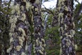 Lenga beech tree forest, Nothofagus Pumilio, Reserva Nacional Laguna Parrillar, Chile