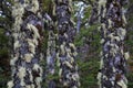 Lenga beech tree forest, Nothofagus Pumilio, Reserva Nacional Laguna Parrillar, Chile