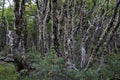 Lenga beech tree forest, Nothofagus Pumilio, Reserva Nacional Laguna Parrillar, Chile Royalty Free Stock Photo