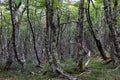 Lenga beech tree forest, Nothofagus Pumilio, Reserva Nacional Laguna Parrillar, Chile