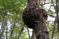 Lenga beech tree forest, Nothofagus Pumilio, Reserva Nacional Laguna Parrillar, Chile