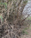 The length of the dry season this year makes the bamboo trees dry ... Royalty Free Stock Photo