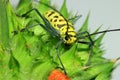 Length mirror spider beetle (Gerania bosci). Royalty Free Stock Photo