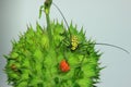 Length mirror spider beetle (Gerania bosci). Royalty Free Stock Photo