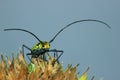 Length mirror spider beetle (Gerania bosci).