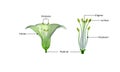 Length of stamen