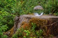 A lens ball is lying at a trunk in the middle of a forrest, moss and farns surround the natural scene. Royalty Free Stock Photo