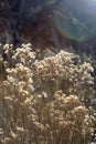 lens flare and backlit dried flowers in zion national park