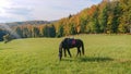 LENS FLARE: Domesticated mare grazes in the vast green meadow on sunny fall day. Royalty Free Stock Photo