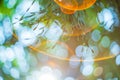 lens flare effect, rainbow reflection, green leaf background. soft focus Royalty Free Stock Photo
