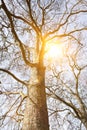 Lens Flare with Empty Tree Royalty Free Stock Photo