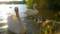 LENS FLARE: Golden evening sunbeams shine on a swan family feeding in the lake. Royalty Free Stock Photo