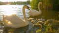 LENS FLARE: Golden morning sunbeams shine on a swan family feeding in the lake. Royalty Free Stock Photo