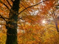 LENS FLARE: Ivy climbs up the trunk of tree in the gorgeous fall colored forest. Royalty Free Stock Photo