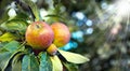 Lens flare, leaves and apple outdoor in nature, organic and fruit for nutrition, eating and harvest. Summer, fall and Royalty Free Stock Photo