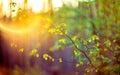 Lens flare nature green Royalty Free Stock Photo