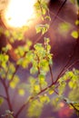 Lens flare nature green Royalty Free Stock Photo