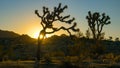 LENS FLARE: Golden sunbeams illuminate the famous Joshua trees in Mojave desert. Royalty Free Stock Photo