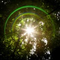 Lens Flare and Sun Starburst Through Trees