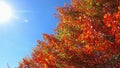 LENS FLARE: Warm autumn sun shines on the trees changing colors in countryside. Royalty Free Stock Photo
