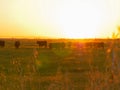 LENS FLARE Warm evening sun shines on herd of cows grazing in grassy countryside Royalty Free Stock Photo