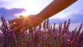 LENS FLARE: Young female traveler traces her fingers over the lavender bush. Royalty Free Stock Photo