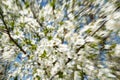 Lens zoom motion blur of a blooming apple tree branches against blue sky Royalty Free Stock Photo