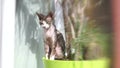 Lensbaby sleepy cat sitting in the sun waiting for food