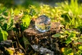 Lensball laying on the tree stump.