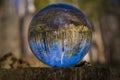 Glass ball on tree trunk with inverted forest in the ball