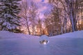 Lensball Reflections In A Winter Park Royalty Free Stock Photo