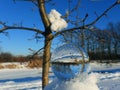 Lensball snow and tree Royalty Free Stock Photo