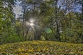 Lensflare on a forest path