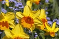 Lent lilies, Daffodils and Forget-me-not in spring, Germany Royalty Free Stock Photo