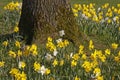 Lent lilies, Daffodils in spring, Germany Royalty Free Stock Photo