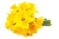 Lent lily (daffodil) 1 Royalty Free Stock Photo