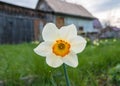 Lent lily flower Royalty Free Stock Photo