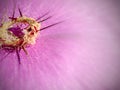 Lent Season,Holy Week and Good Friday concepts - image of bloody crown of thorns in purple vintage background Royalty Free Stock Photo