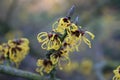 Lentebode: toverhazelaar / hamamelis witch hazel flowering in volle bloei Royalty Free Stock Photo