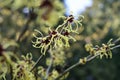 Lentebode: toverhazelaar / hamamelis witch hazel flowering in volle bloei Royalty Free Stock Photo