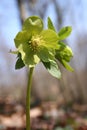 Lenten rose Royalty Free Stock Photo