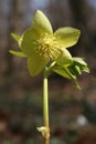 Lenten rose