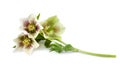 Lenten rose hellebore flower isolated on white Royalty Free Stock Photo