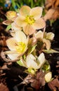 Lenten Rose (Hellebore orientalis) Rises from Ground Clutter