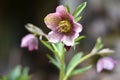 Lenten Rose (Helleborus orientalis)