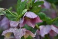 Lenten rose (Helleborus orientalis)